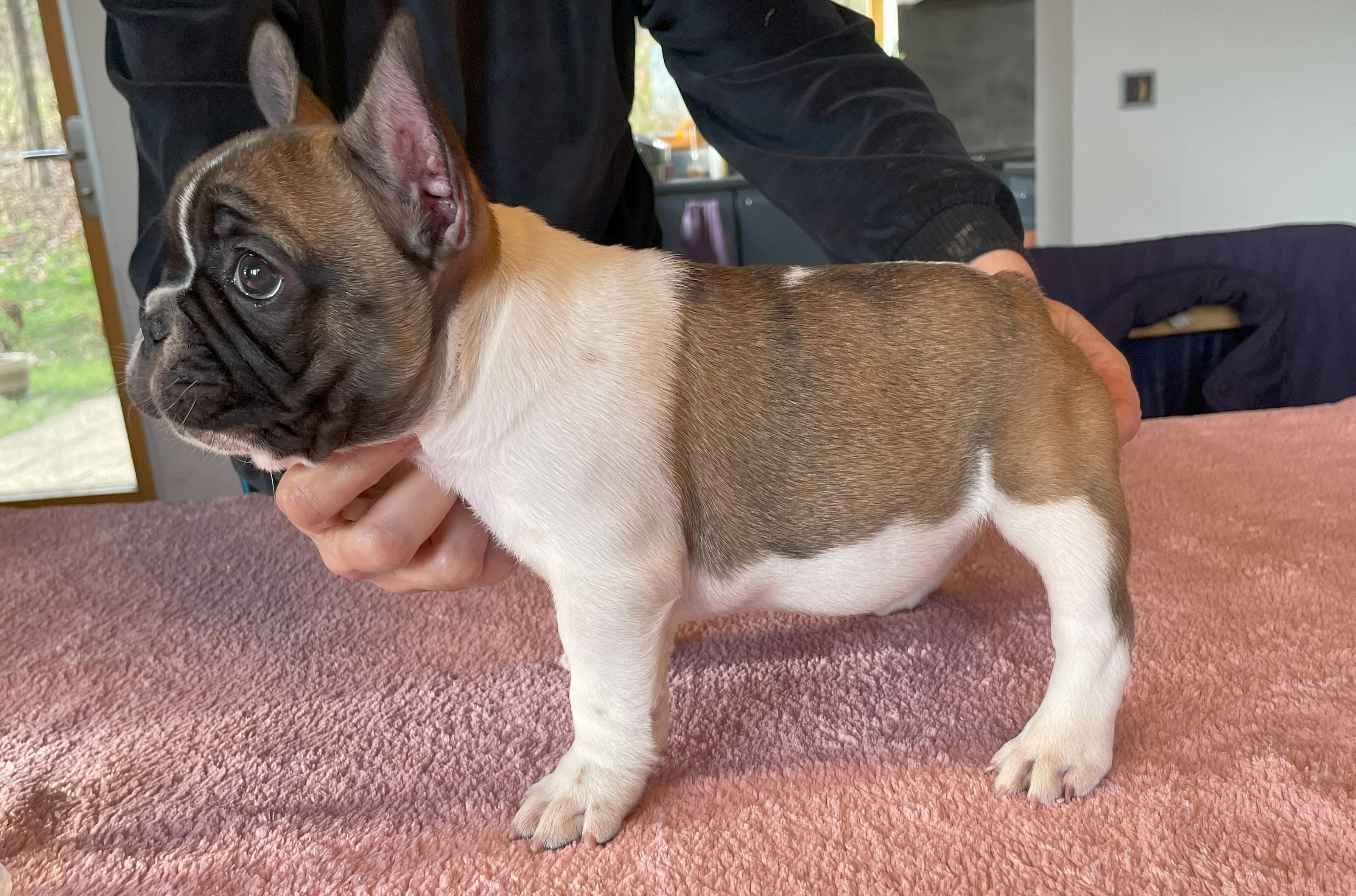 Flash Frenchies Litter F